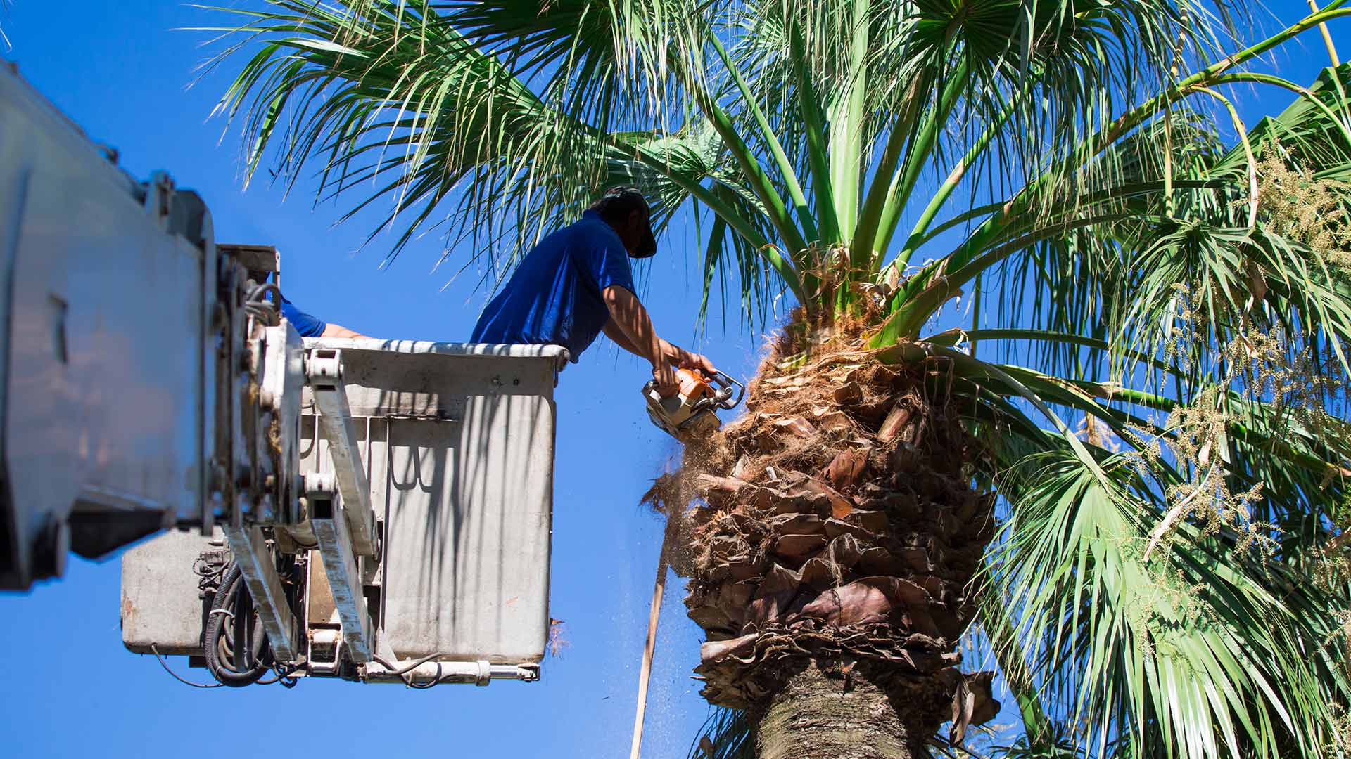 man in bucket removing top of palm tree davie fl