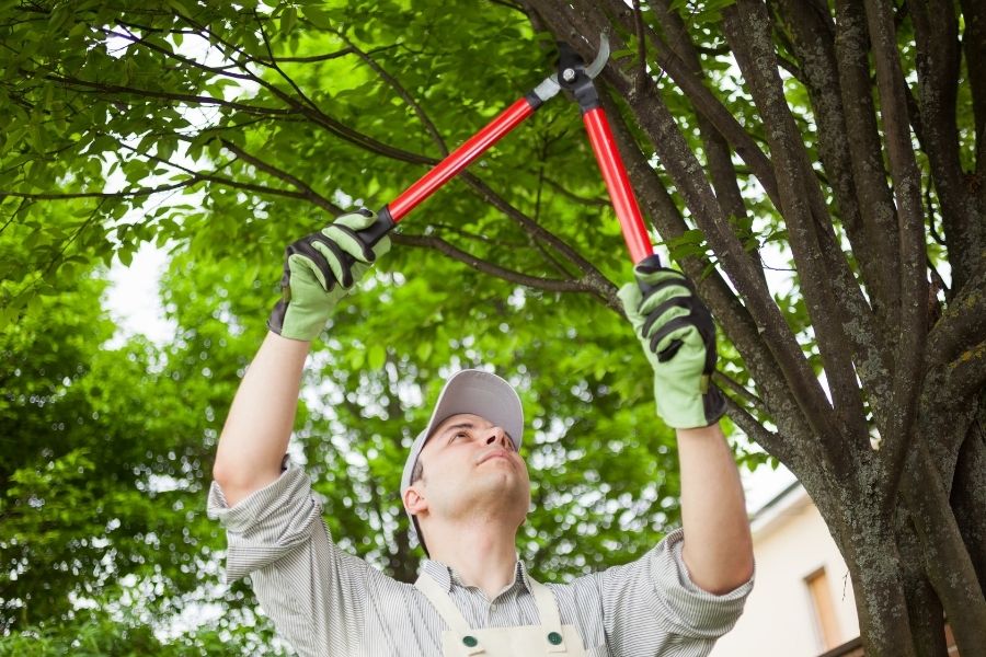 gardener pruning a tree southwest ranches fl